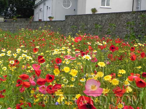 Wild flowers planted by the Tidy Towns on the banks of the Clashawley proved very popular with locals and a delightful burst of colour to passers by on Madam's Bridge