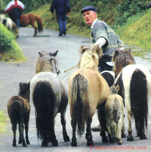 Fethard Historical Society will host a talk by Noel Mullins on 'The Origins of Irish Horse Fairs & Horse Sales' on Thursday, March 22, in the Abymill Theatre at 8.30pm. Admission is €4 which includes a cheese and wine reception.