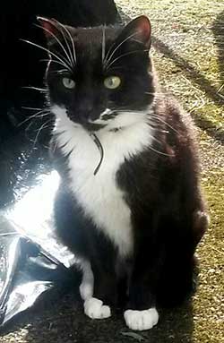 A family black and white cat called Felix has gone missing from Tinakeely, Fethard, on Thursday, October 22. This family pet can be recognised by his white chest and a black tail as can be seen in the photograph. 

Felix is an indoor neutered male cat and has never strayed before. He is greatly missed by his owners. When he went missing he had on a black collar with yellow on it. If anyone has any information or had seen Felix could they please ring Linda on 089 217 3146.