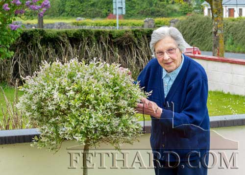 Nellie Purcell, Congress Terrace, Fethard, photographed on Monday last doing a bit of gardening while also looking forward to celebrating her 100th Birthday on Thursday, May 24. Nellie wasnâ€™t too impressed with Tippâ€™s performance in the hurling championship game against Limerick last Sunday and is hoping for better days to come. 
