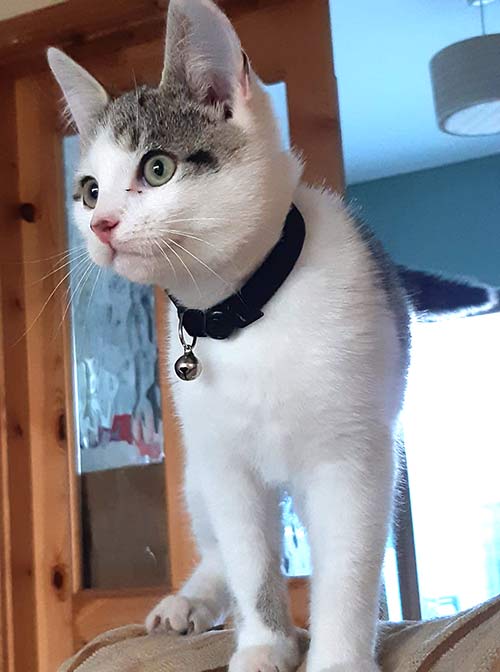 This Male kitten, approx 4 months old, has a collar and definitely someone's pet was reported found on September 3, on the Fethard Facebook page but as yet, as far as we know, the owner has not been located. If the kitten is yours please contact Aisling Tobin (Facebook), or let us know at info@fethard.com and we'll pass on the message.