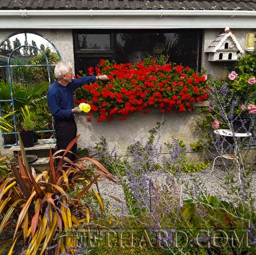 Pat Culligan attending to his flourishing window boxes at his home in Fethard