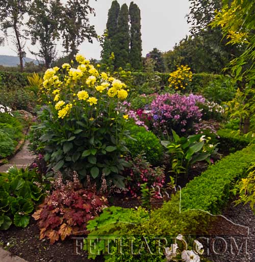 Pat Culligan’s Garden in Bloom in Fethard